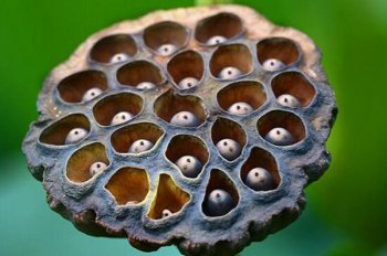 密密麻麻最嚇人圖片，密集恐懼癥會死人嗎