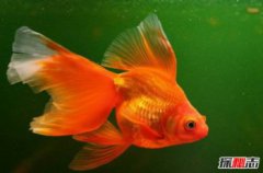 家里適合養的淡水魚,十大適合家養的觀賞淡水魚