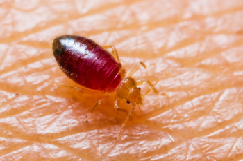 廣東的吸血臭蟲怕什么，吸血臭蟲的天敵是什么