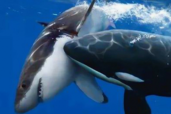 座頭鯨殺死虎鯨,為什么鯊魚遇到虎鯨就乖乖等死