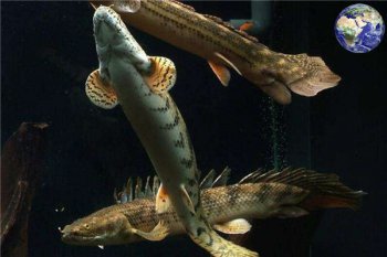 恐龍魚多少錢,世界上最漂亮的恐龍魚