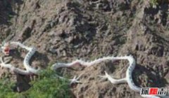 昆侖山墜龍事件圖片，昆侖山冰封的真龍是真的嗎