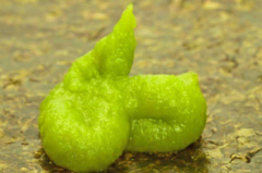 日本人為什么喜歡吃海鮮，日本人為什么那么喜歡吃芥末