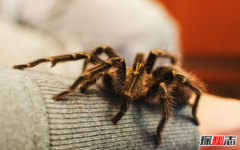 最嚴重的恐懼癥，世界上最常見的十大恐懼癥