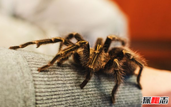 最嚴(yán)重的恐懼癥,世界上最常見的十大恐懼癥