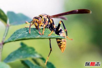 最大的毒蜂的圖片，世界五大毒蜂