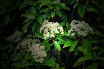 有一部世界上射的最多的人,世界上能發出精液味道的花