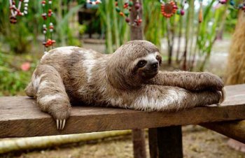 樹懶為啥沒有滅絕,樹懶動作為什么那么慢