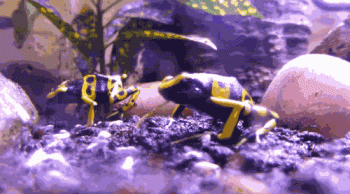 毒蛇厲害還是箭毒蛙厲害,南美箭毒蛙的天敵是什么