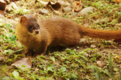 松鼠怕什么動(dòng)物，松鼠的天敵是什么