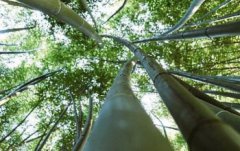 樹和竹子的區別，竹子是草還是樹