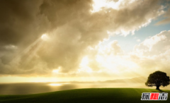 橡樹的文化含義，橡樹象征著什么意義