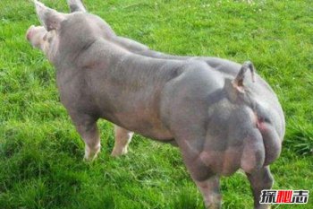 渾身肌肉的豬圖片，世界上最強壯的豬