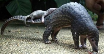 犰狳的甲真的防彈嗎，子彈能把穿山甲的鱗片打穿嗎