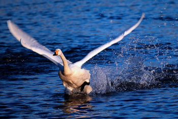 貓和黃鼠狼是天敵嗎，黃鼠狼的天敵是什么