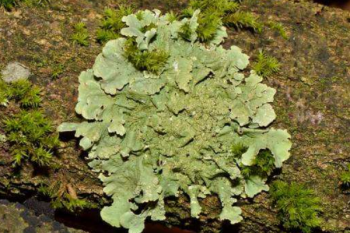 生命力最頑強的草叫什么，世界上生命力最頑強的植物