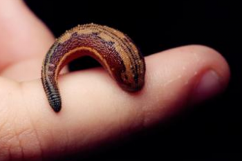 用什么藥殺山螞蟥,山螞蝗的天敵是什么