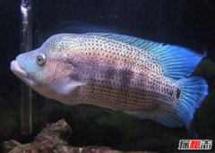 沒有攻擊性的觀賞魚有哪些,世界十大兇猛觀賞魚