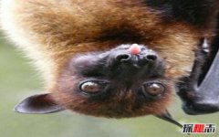 熱帶雨林有什么常見的動物，熱帶雨林有什么動物