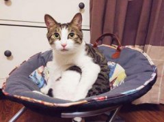 田園貓的價格在多少左右,中華田園貓多少錢一只