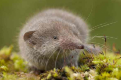 現存最大的哺乳動物，世界上最小的6種哺乳動物