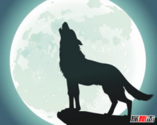 男子養(yǎng)狼7年以為是狗,狼的智商相當于人幾歲