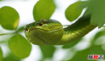 白唇竹葉青蛇有多毒，中國毒蛇白唇竹葉青蛇