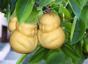 真正的孫悟空早就被殺了,人參果樹下全是尸骨