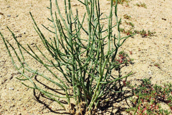 短命種是什么意思，世界上短壽的植物種子有哪些