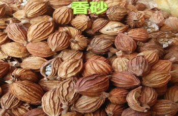 砂仁的禁忌,砂仁和香砂的區別是什么