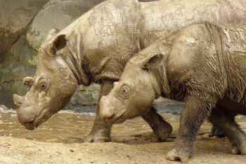 蘇門答臘犀牛角多少錢一克,蘇門答臘犀牛