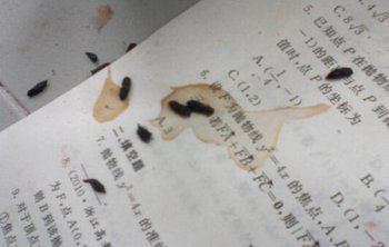 老鼠屎會一次只拉一顆嗎，老鼠屎和蟑螂屎怎么區分