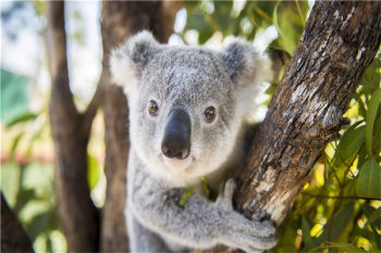 考拉天敵,考拉的祖先是什么