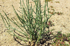 短命種是什么意思，世界上短壽的植物種子有哪些