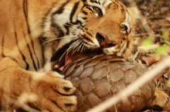 穿山甲媽媽咬死小穿山甲,老虎能咬死穿山甲嗎