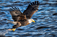 老鷹的天敵是什么動物，老鷹的天敵是什么