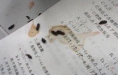 老鼠屎會一次只拉一顆嗎，老鼠屎和蟑螂屎怎么區分