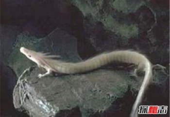 蛟龍號發現的未知生物,蛟龍號潛水員嚇瘋傳說