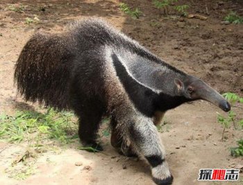 跟食蟻獸很像的動物,巨型食蟻獸傷人致死事件