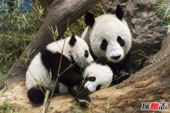 野生大熊貓有多厲害，野生大熊貓最怕什么