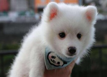 銀狐和薩摩雜交的狗好不好,銀狐犬和薩摩的區別