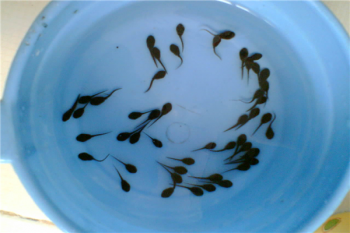 長出腿的蝌蚪吃什么食物，蝌蚪吃什么東西