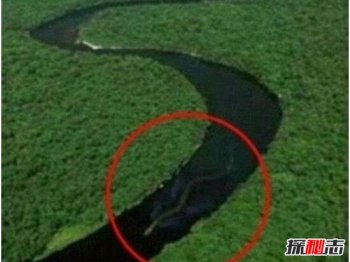 馬來西亞發(fā)現(xiàn)存活最大蟒蛇，神秘巨蛇現(xiàn)身馬來西亞