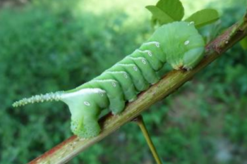 青蟲怎么養不會死，青蟲的天敵是什么