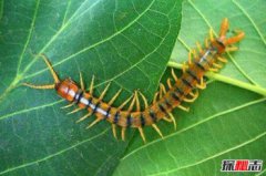 蜈蚣與雞為什么是天敵,蜈蚣為什么怕雞