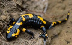 蠑螈的毒能毒死人嗎，蠑螈有毒嗎