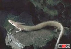 蛟龍?zhí)柊l(fā)現(xiàn)的未知生物，蛟龍?zhí)枬撍畣T嚇瘋傳說