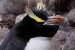 長冠企鵝圖片，豎冠企鵝