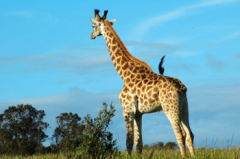 長頸鹿的脖子還可以當(dāng)做什么,南非長頸鹿