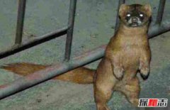 黃鼠狼報(bào)復(fù)人的科學(xué)解釋?zhuān)S鼠狼附身科學(xué)解釋